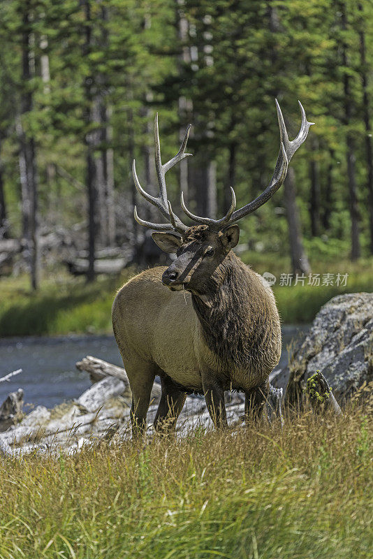 雄性落基山麋鹿(Cervus canadensis nelsoni)是在落基山和黄石国家公园发现的麋鹿的一个亚种。在有鹿角的秋天和发情期。